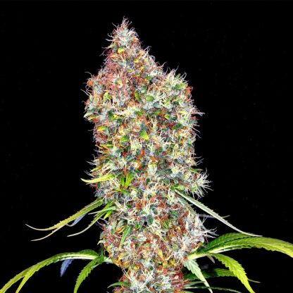ERSB Bulk seeds