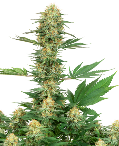 Gelato 420