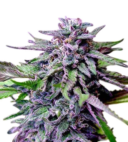 Gran Daddy Purple Bulk Seeds