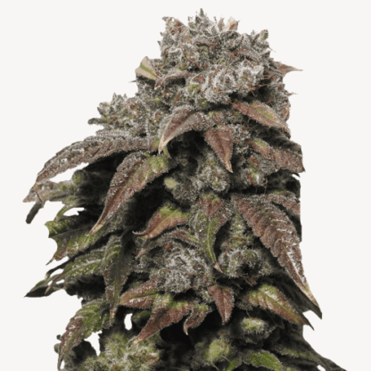 Green Crack Auto Bulk Seeds