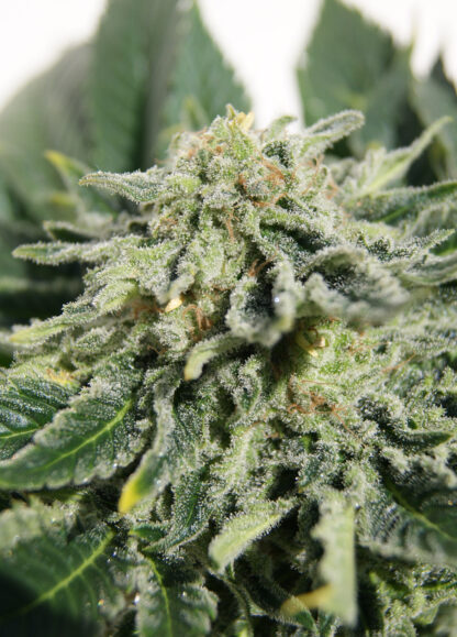 Heavy Bud