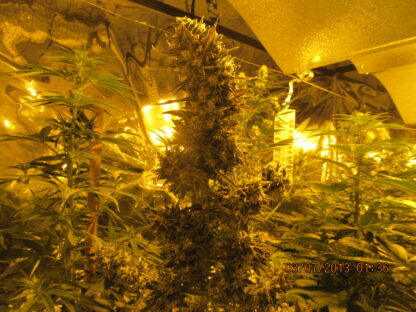Heavy Bud - Billede 2