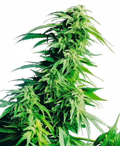 Hindu Kush Feminized