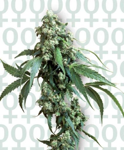 Jack Flash Regular