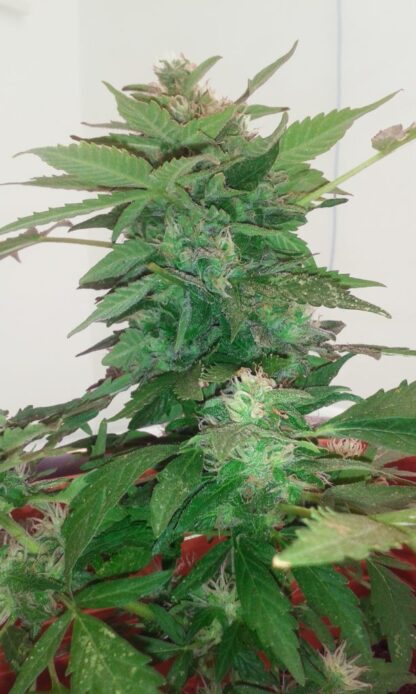 Jack Herer Auto - Afbeelding 2