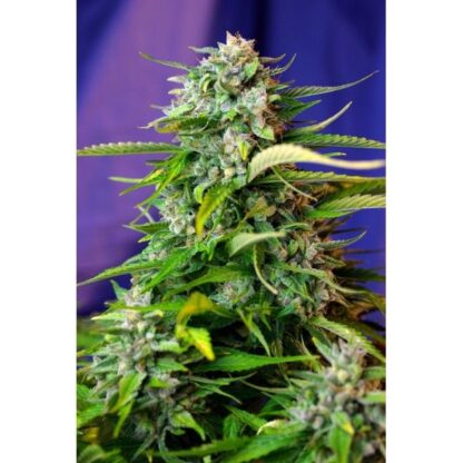 Jack 47 Auto
