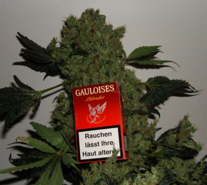 Jack Herer Regular seeds - Image 5