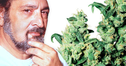 Jack Herer Regular seeds - Image 6