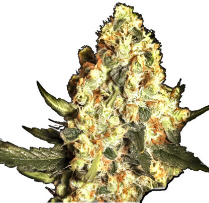 Jamaican Dream Bulk Seeds