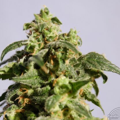 Kannabia Power Skunk