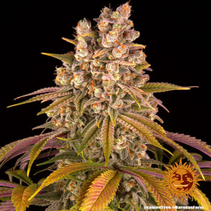 Lemon Tree