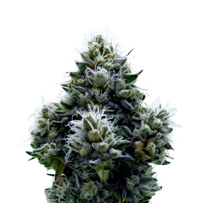 LSD