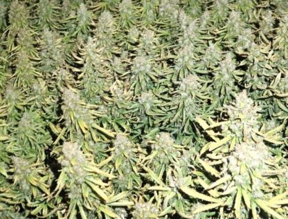Magnum Bulk Seeds