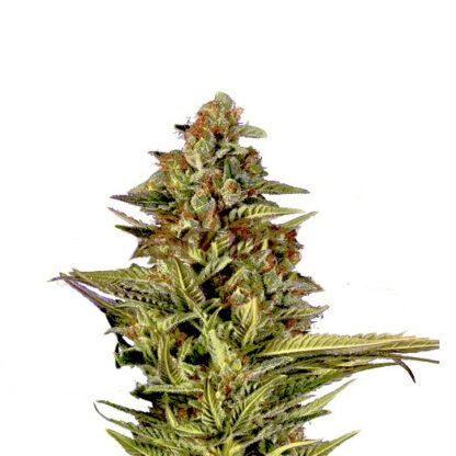 Mandarine Zkittlez