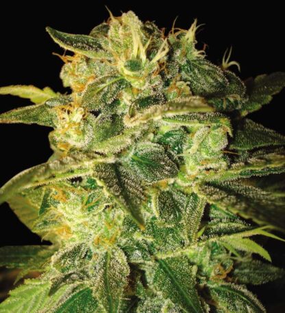 Mango Auto Bulk Seeds