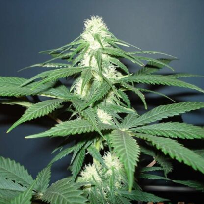 Master Kush