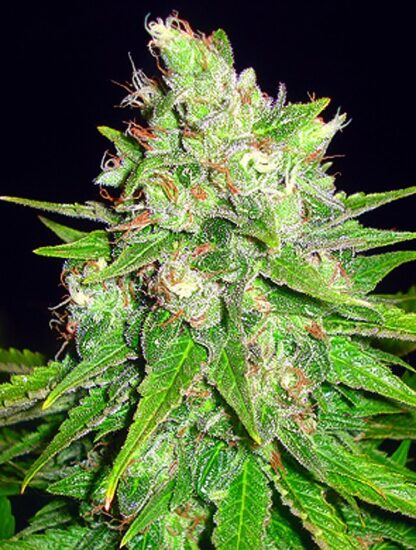 Mazar x Great White Shark