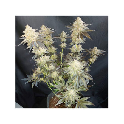 Mokum’s Tulip - Obrázek 2