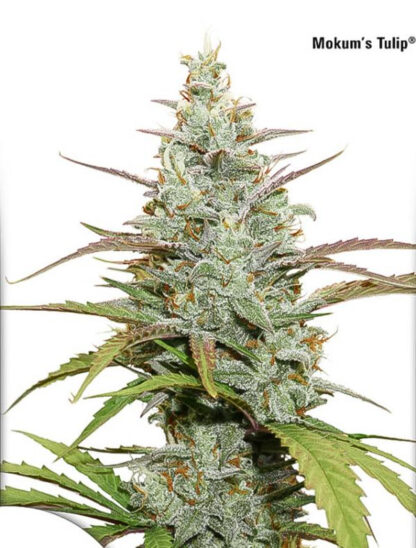 Mokum’s Tulip