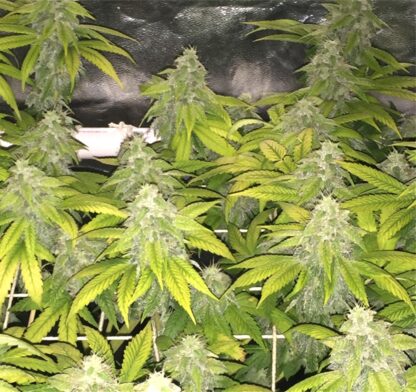 Semi sfusi di Nicole Kush