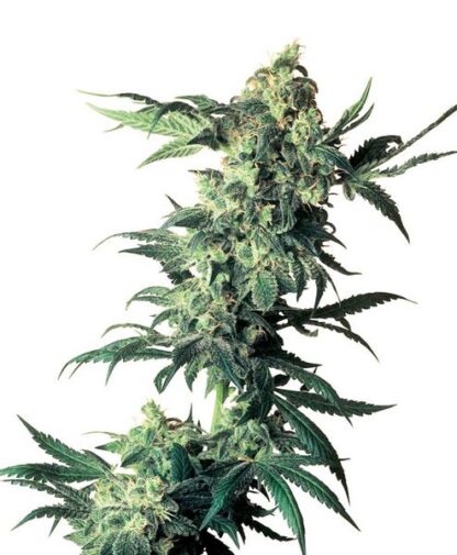 Northern Lights Regular