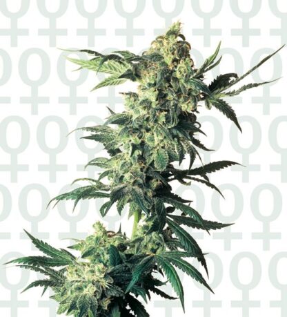 Northern Lights Feminized - Immagine 2