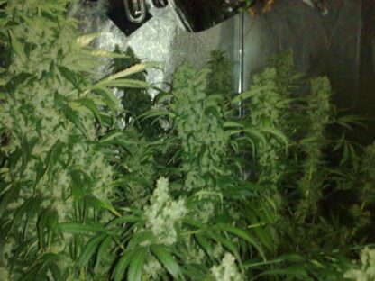 Northern Lights Regular - Immagine 3