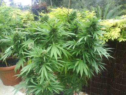 Northern Lights Regular - Immagine 4