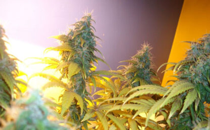 NYC Diesel Auto Bulk Seeds