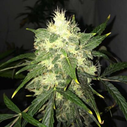 Og Kush Auto