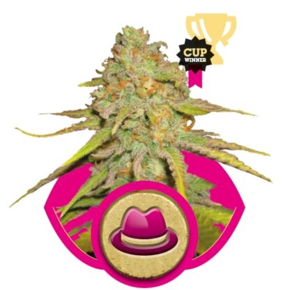 OG Kush