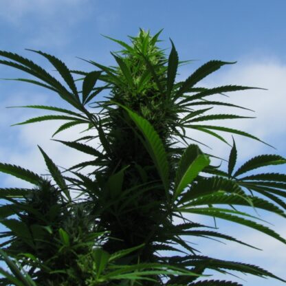 Outdoor C99