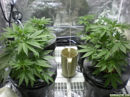 Pineapple Chunk Feminized - Obrázek 2