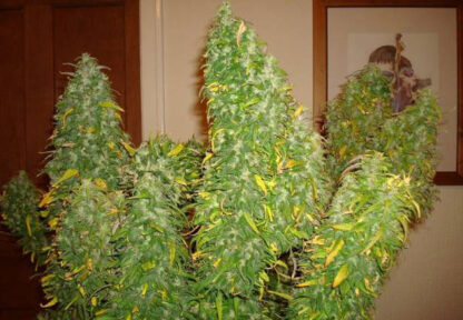 Pineapple Chunk Feminized - Obrázek 3