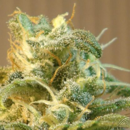 Power Skunk Max Auto