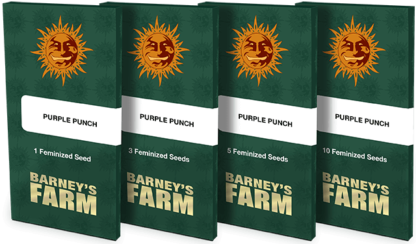 Purple Punch - Bild 2