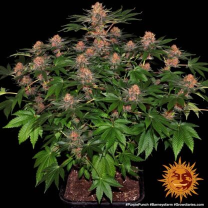 Purple Punch