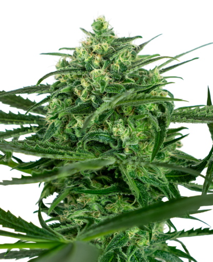 Sensi Amnesia