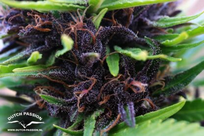 Shaman Feminized - Obraz 2