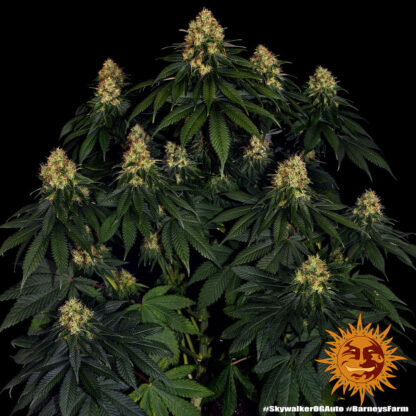 Skywalker OG Auto - Billede 2