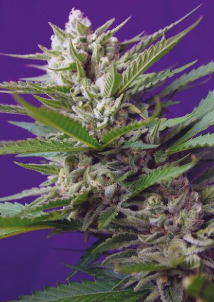 Speed Devil#2 Auto