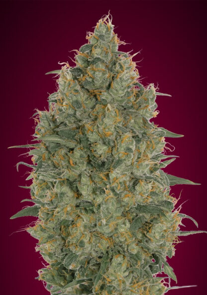 Strawberry Gum