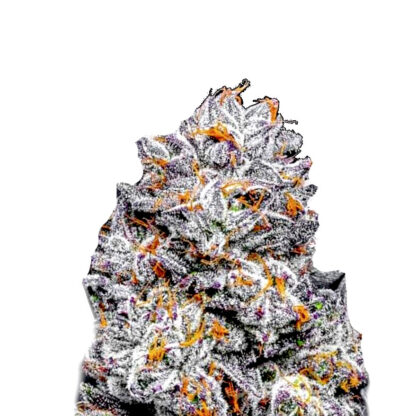 Sunset Sherbet