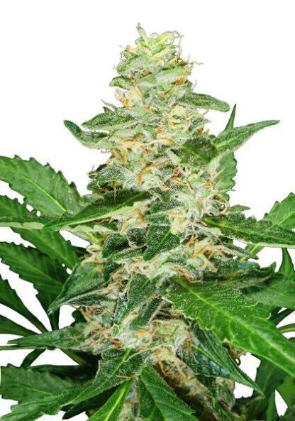 Super Skunk Auto