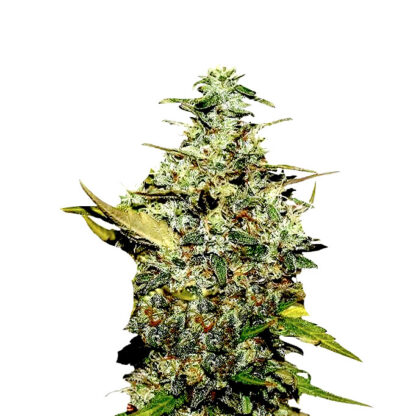 Super Skunk