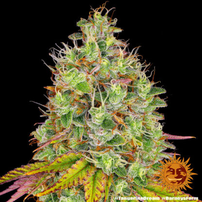Tropicanna Banana