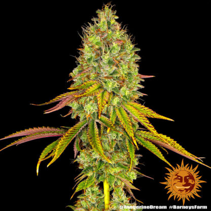 Tropicanna Banana - Afbeelding 2
