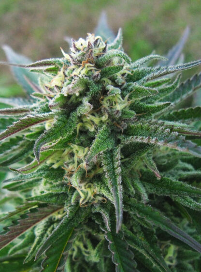 White Kush - Image 2