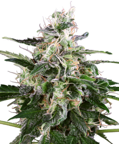 White Skunk Auto