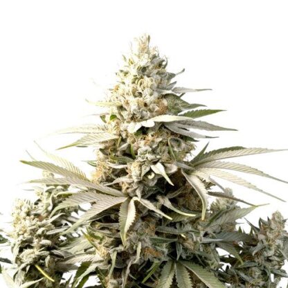White Widow Auto
